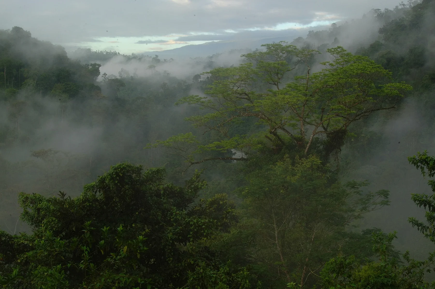 Misty tropical rainforest canopy and hanging bridge corridor in Costa Rica