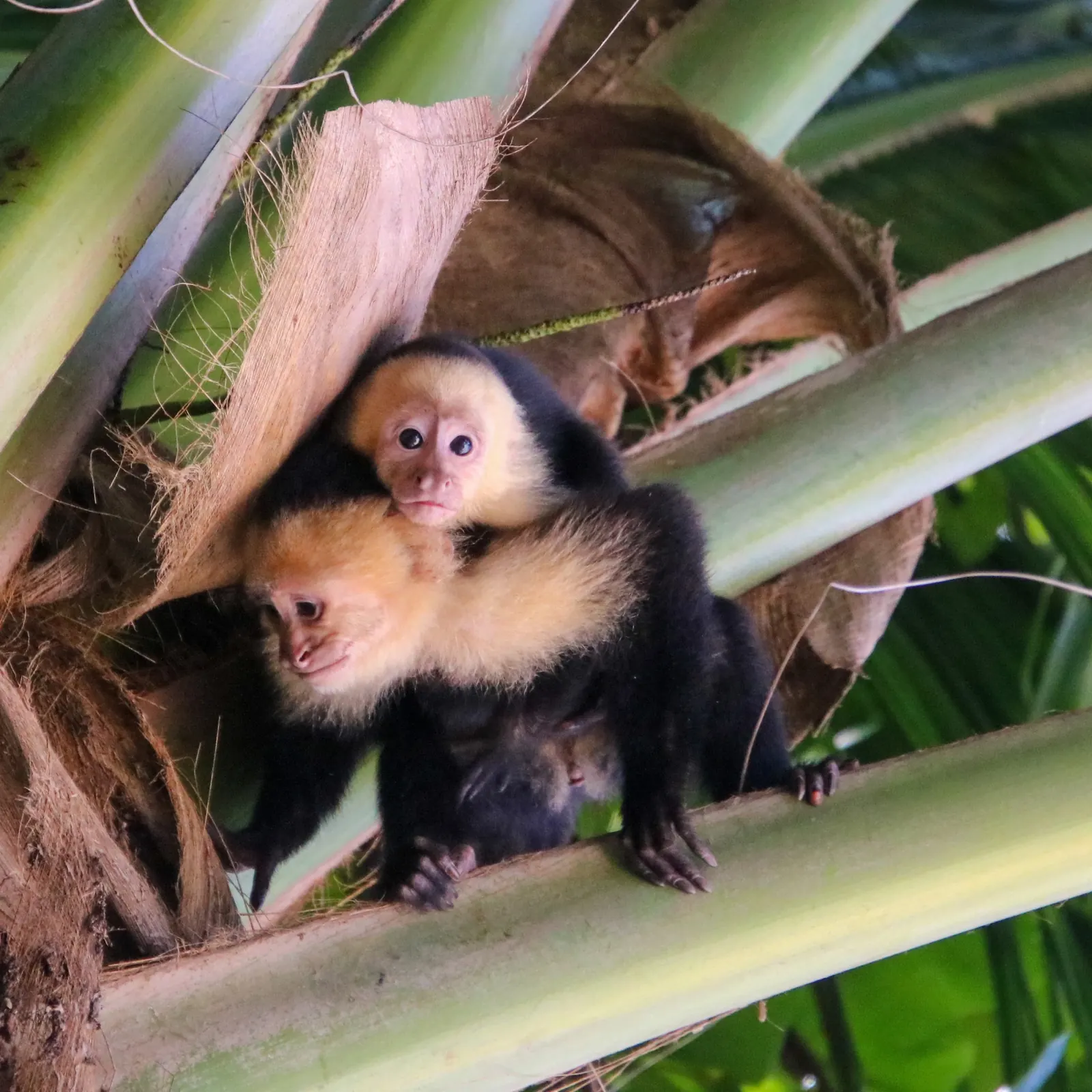 Mother and baby white-faced capuchin monkey in a coastal palm tree